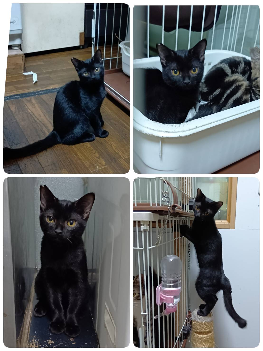 里親募集の猫の写真