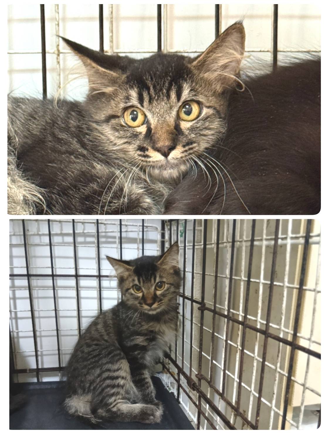 里親募集の猫の写真