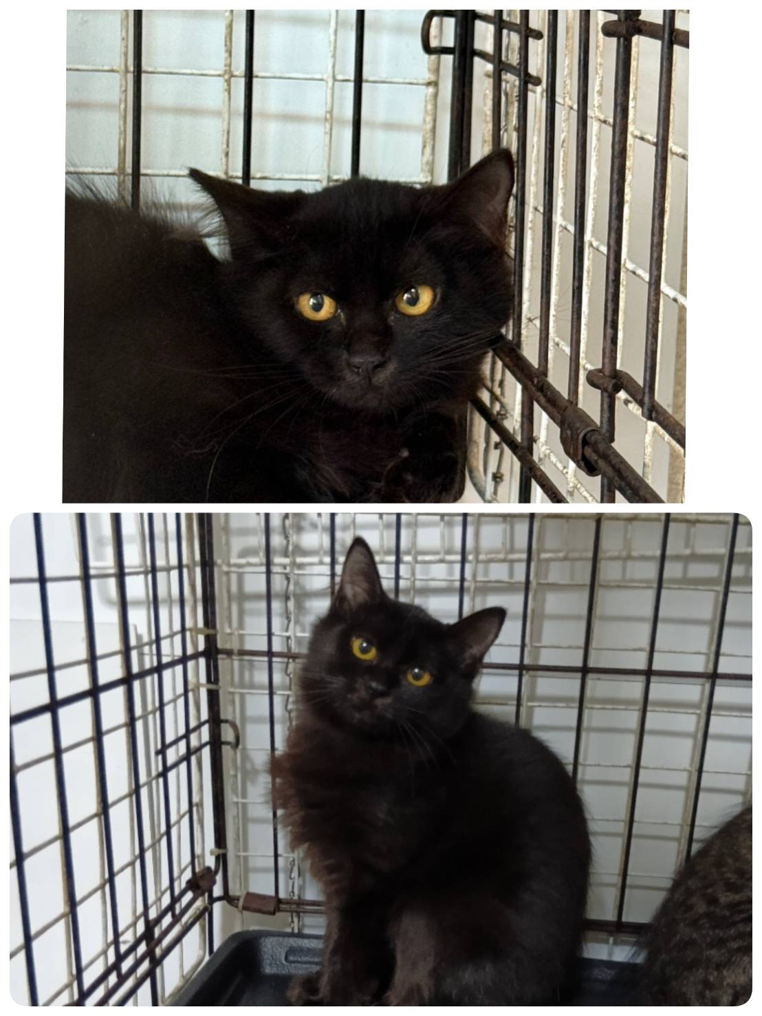 里親募集の猫の写真