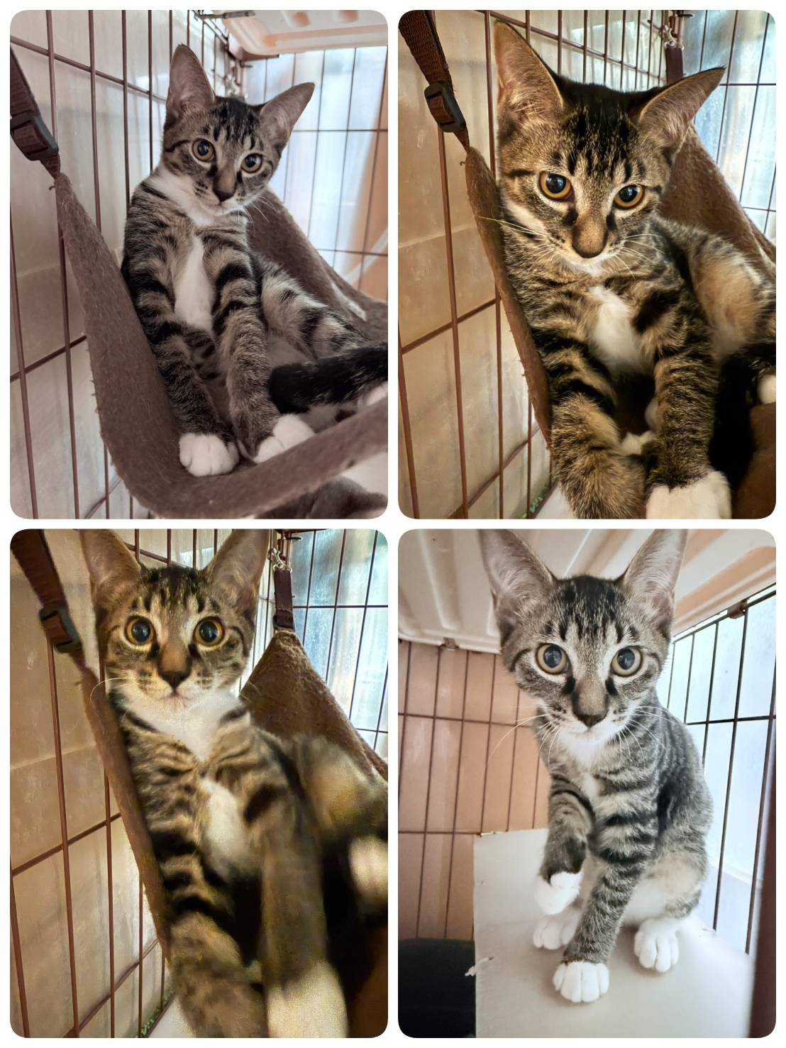 里親募集の猫の写真