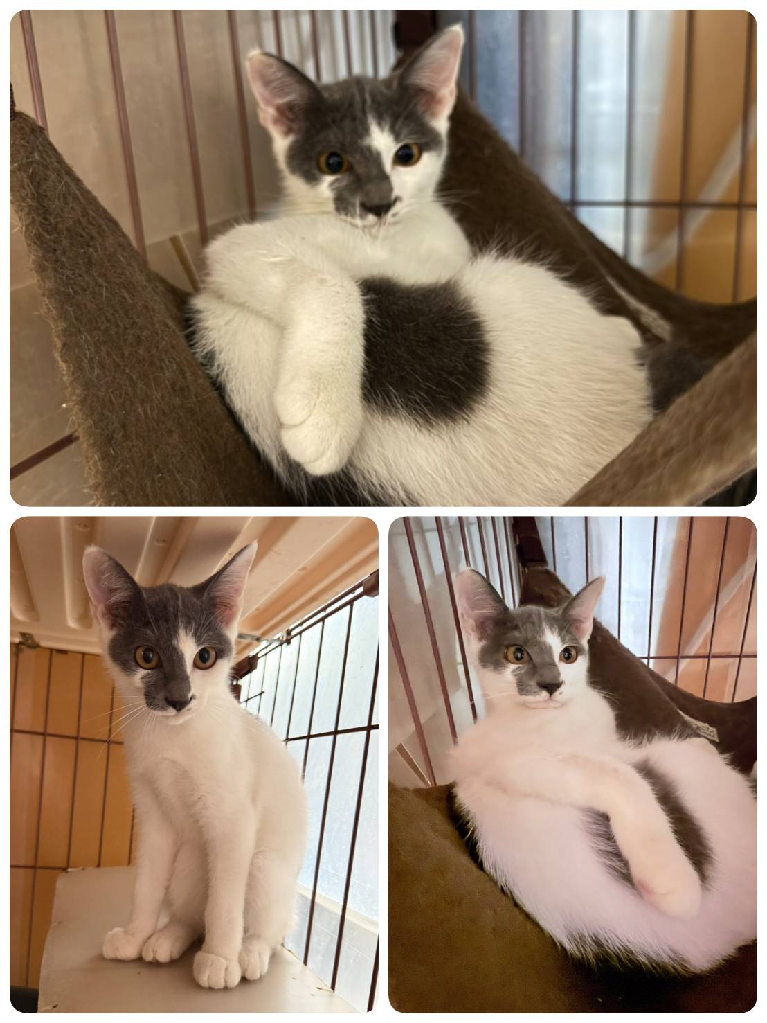 里親募集の猫の写真