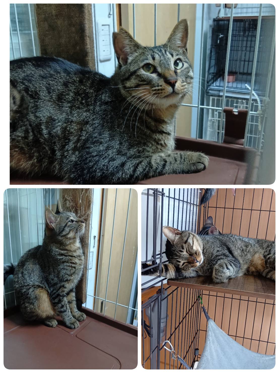 里親募集の猫の写真