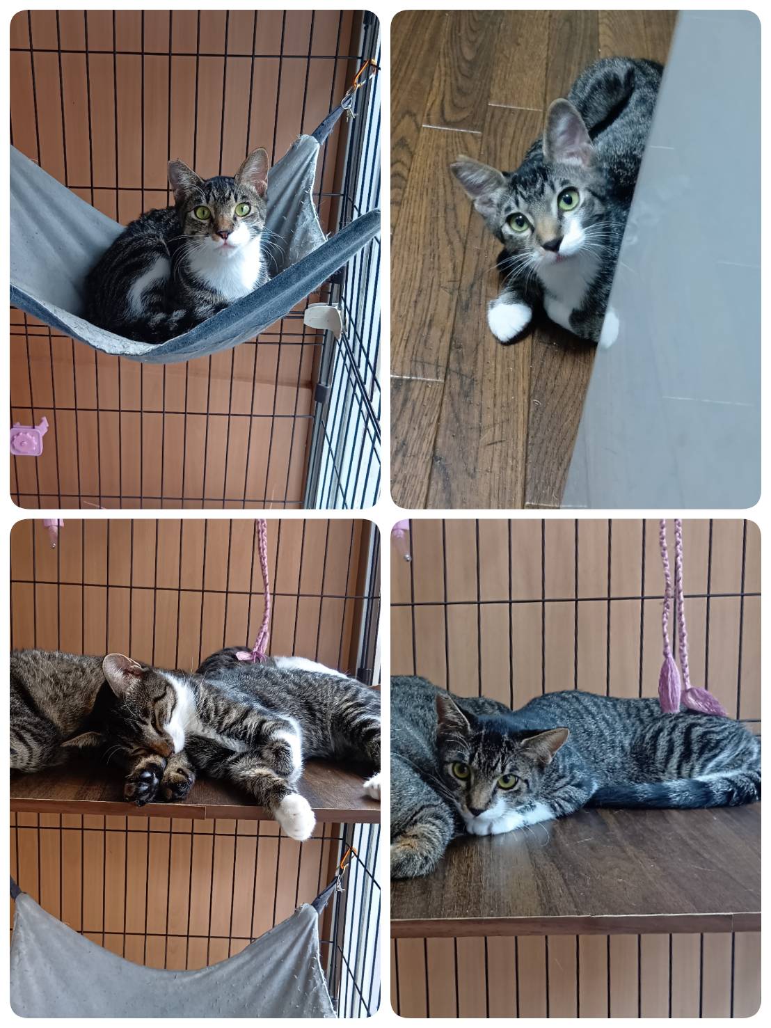 里親募集の猫の写真