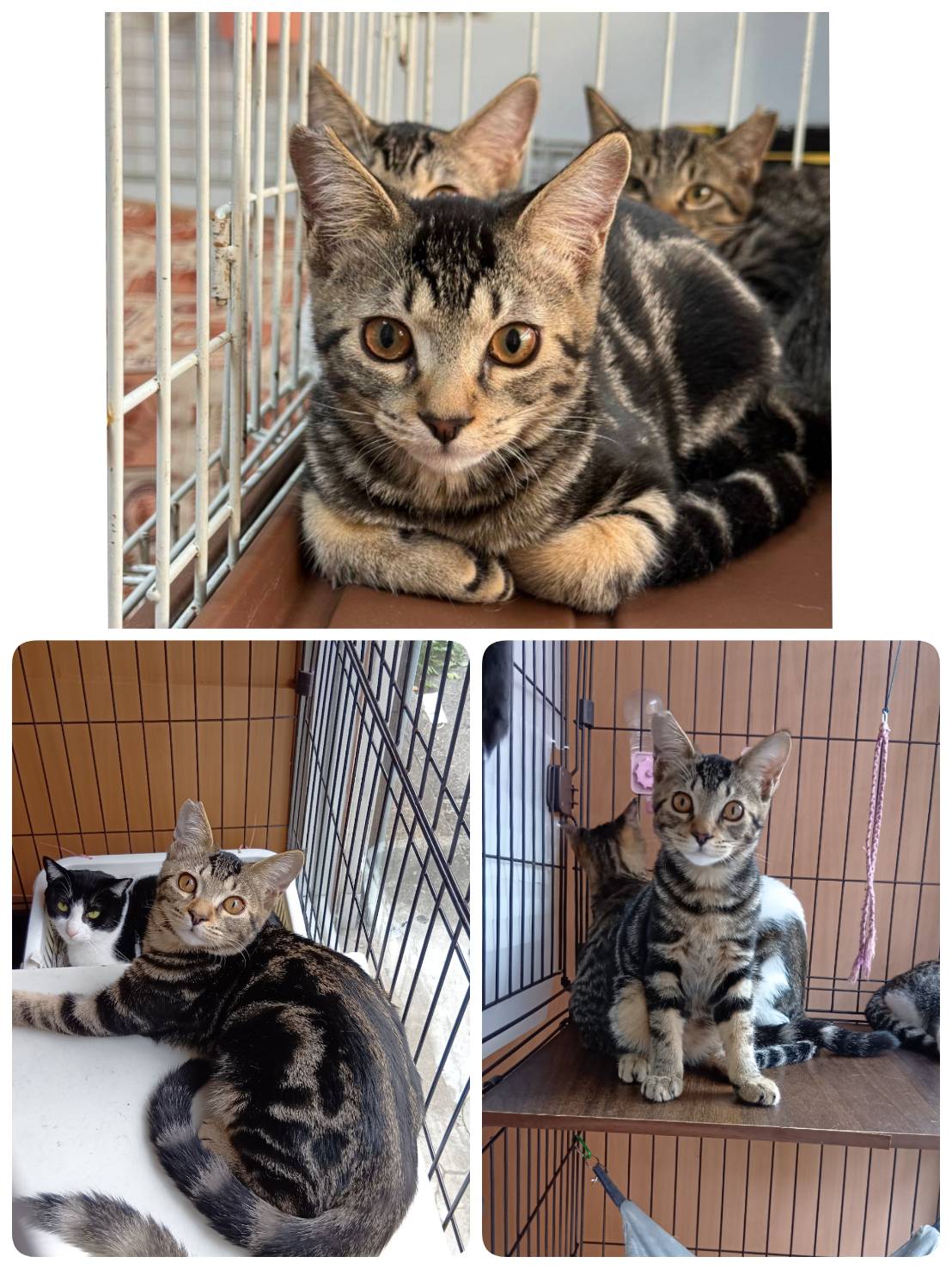 里親募集の猫の写真