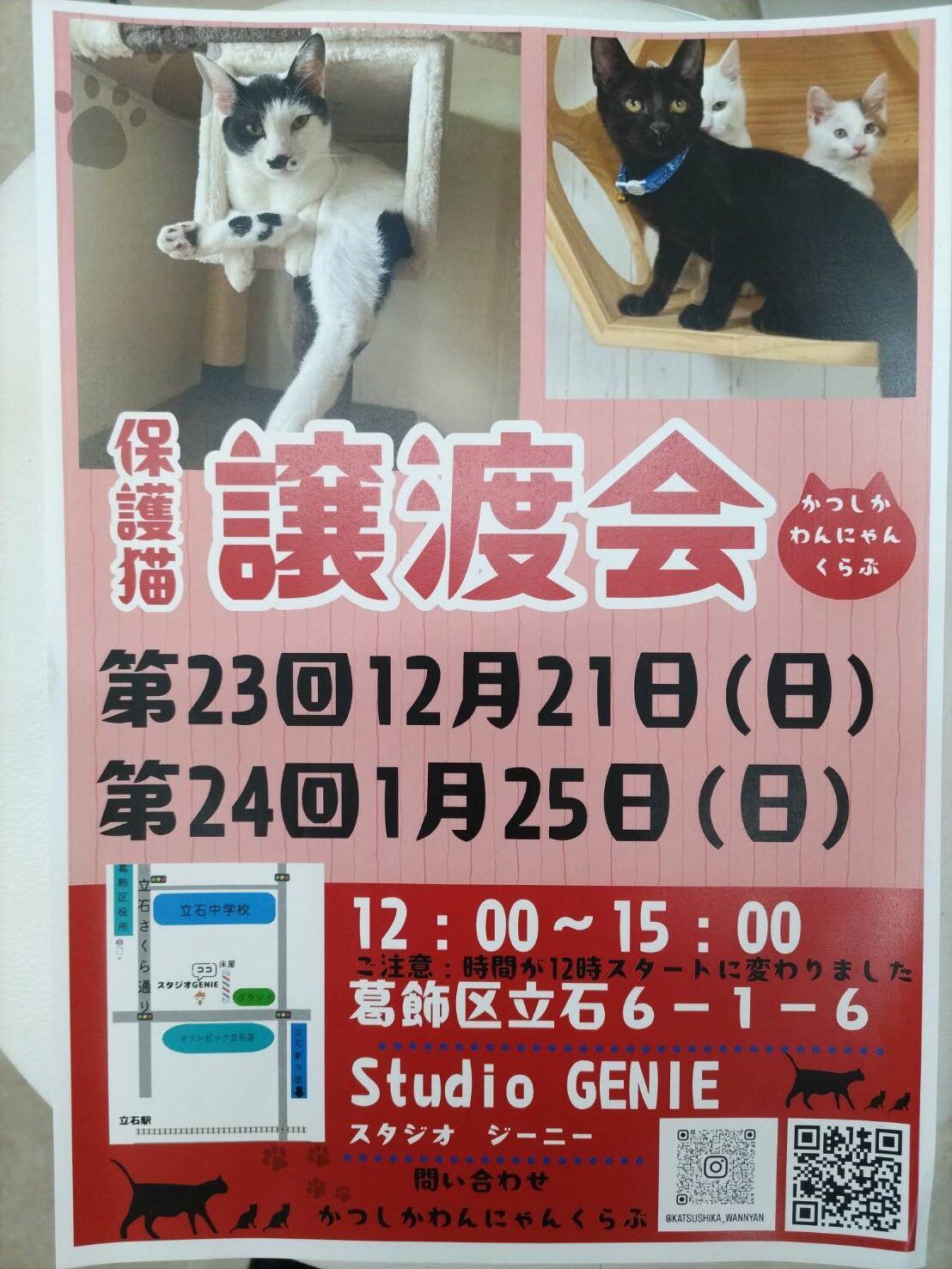 里親募集中!?1ヶ月ほど前にオークションで保護しました。保護パソです。 保護犬・猫】里親募集出来るかどうか不安になって来ましたが、焦らず