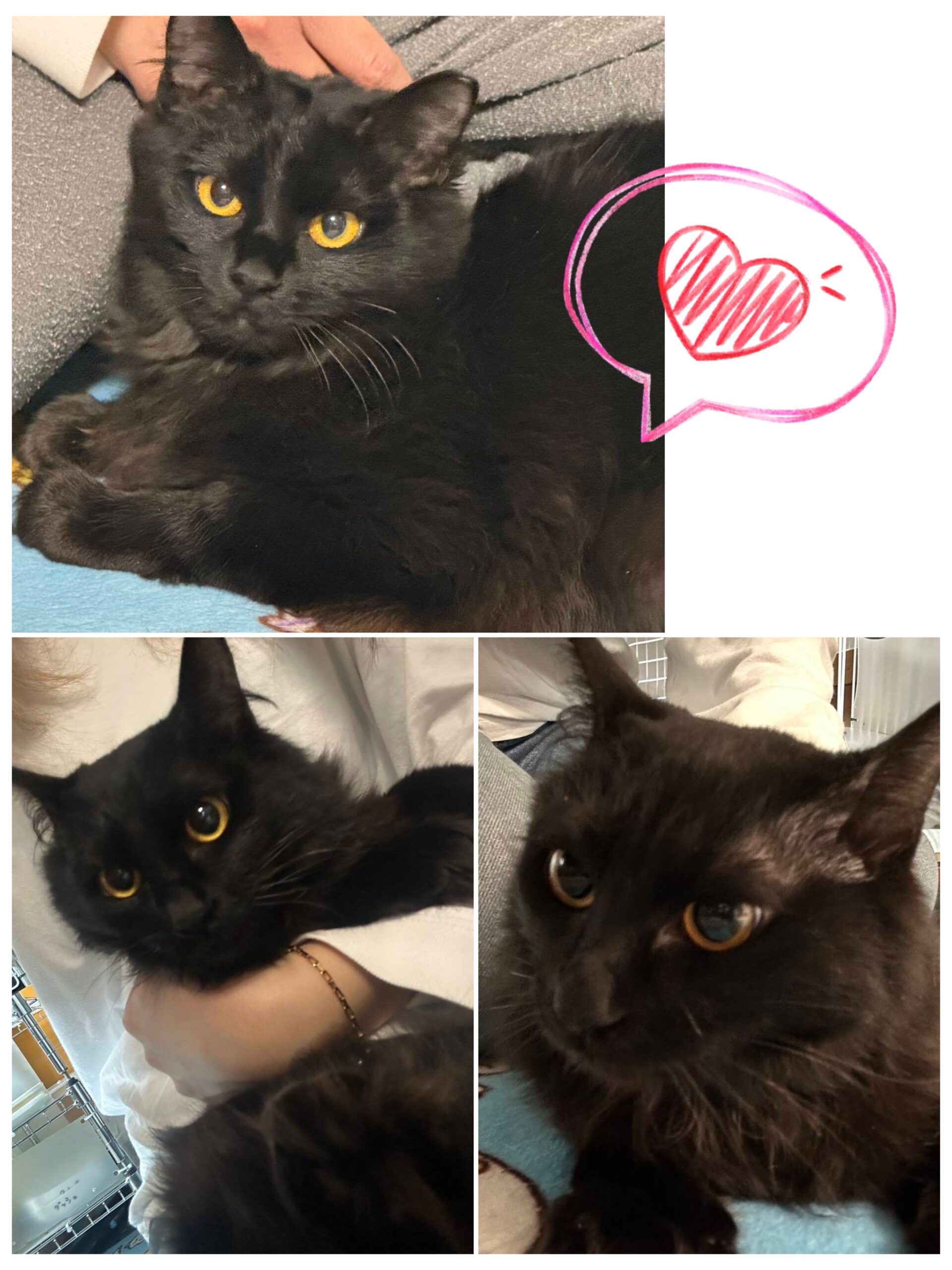 里親募集の猫の写真