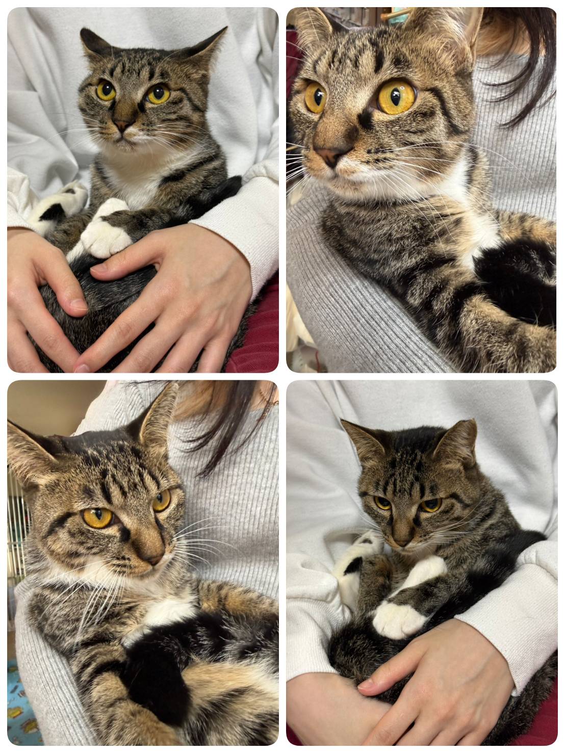 里親募集の猫の写真